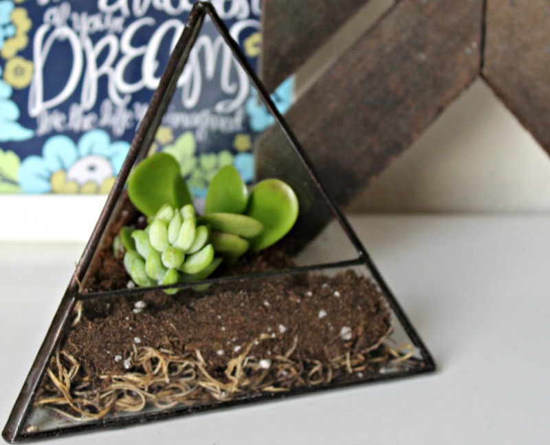 Add some greenery to your home with a terrarium 