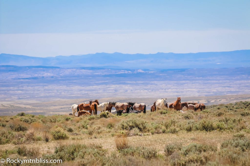 Band of Wild Horses in Sand Wash Basin