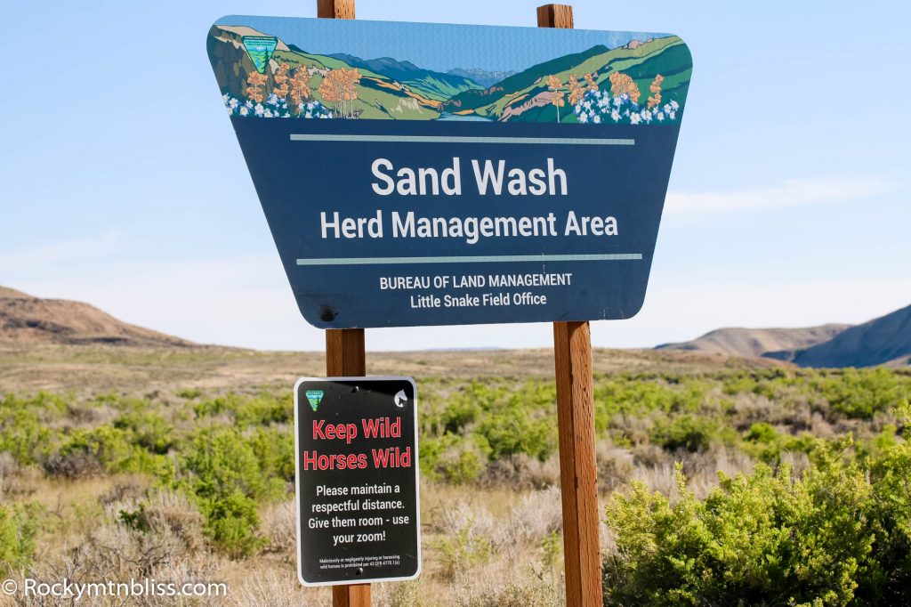 Wild Horses of Sand Wash Basin