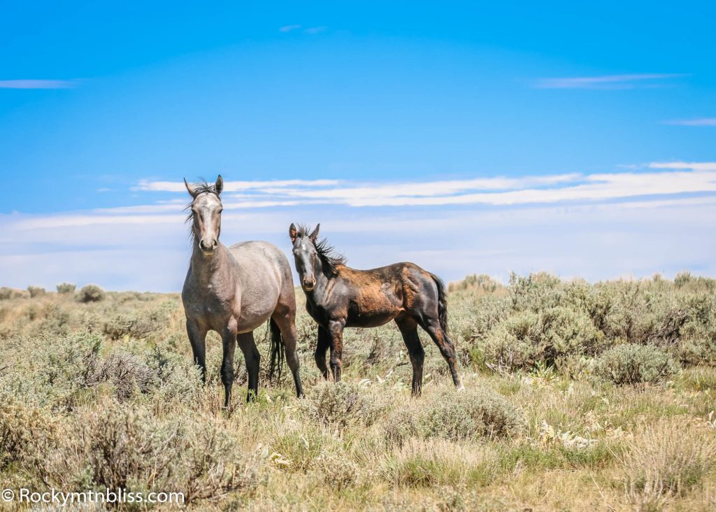 Wild Horses of Sand Wash Basin: Mother and Foal 